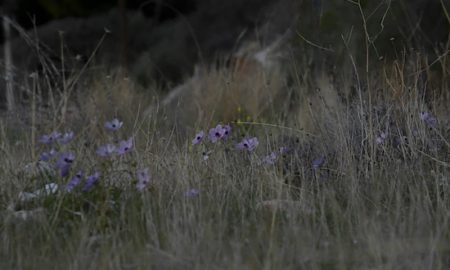 specialist în evaluare psihologică București